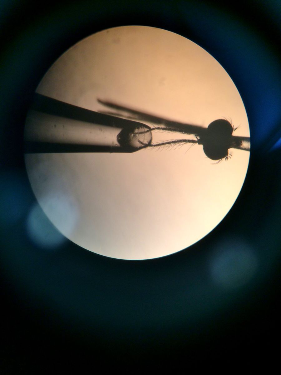 Mosquito being led by the nose