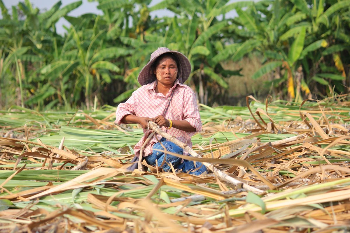 Malaria Risk in Field Works
