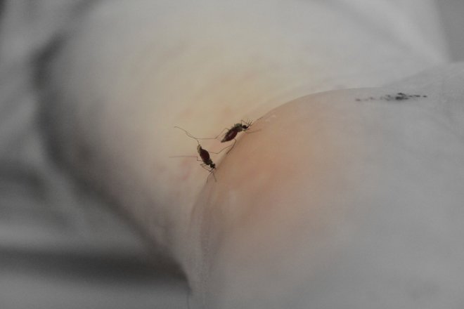 L'enemi s'adapte